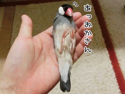 s-CIMG9446
