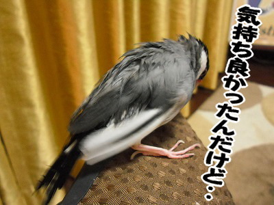 ブンチョ日誌