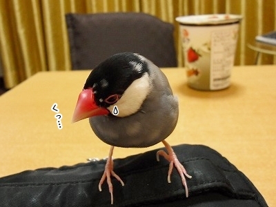ブンチョ日誌