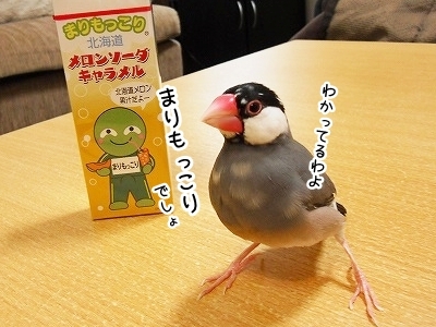 ブンチョ日誌