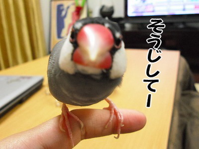 ブンチョ日誌
