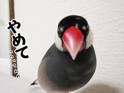ブンチョ日誌