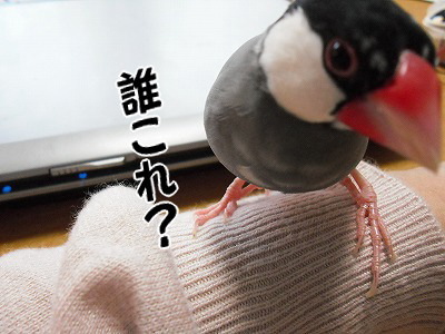 ブンチョ日誌