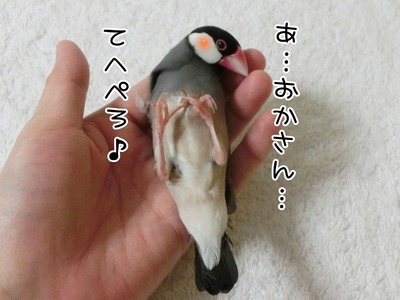 s-CIMG8918