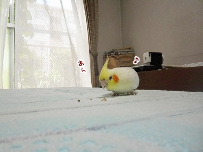 ブンチョ日誌