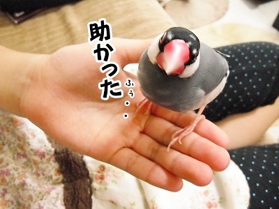ブンチョ日誌