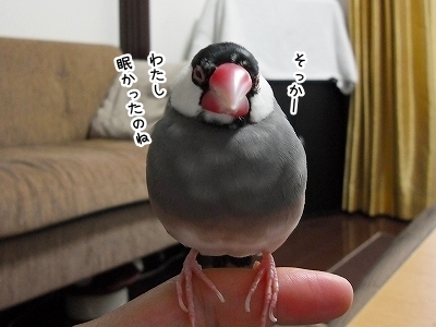 ブンチョ日誌
