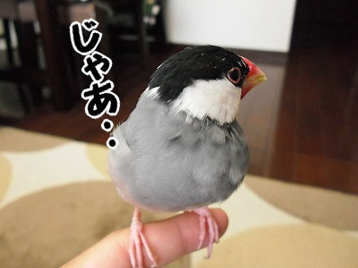 ブンチョ日誌