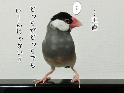 s-CIMG7473