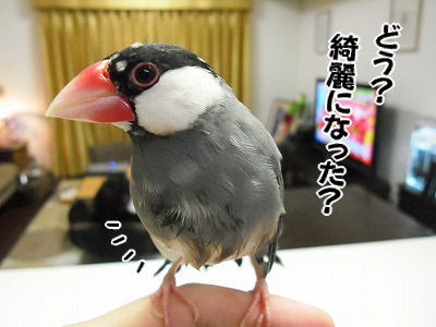 ブンチョ日誌