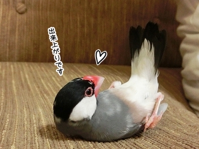 ブンチョ日誌