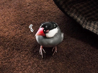 ブンチョ日誌