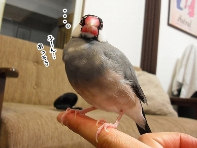 ブンチョ日誌