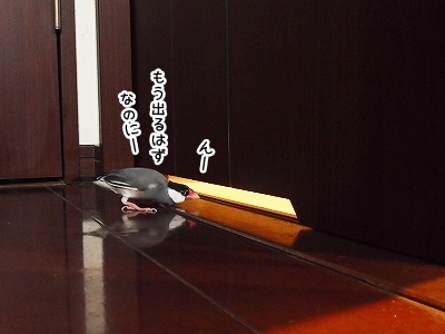 ブンチョ日誌