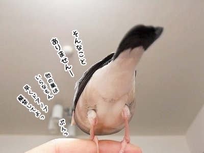 ブンチョ日誌