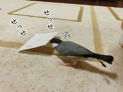 s-CIMG5244