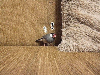ブンチョ日誌
