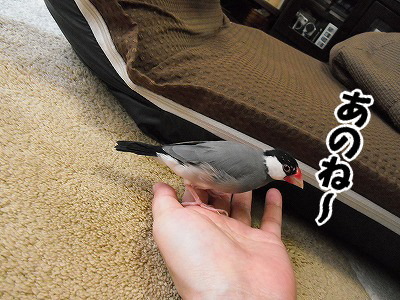 ブンチョ日誌