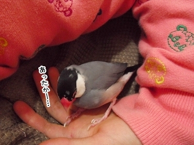 ブンチョ日誌