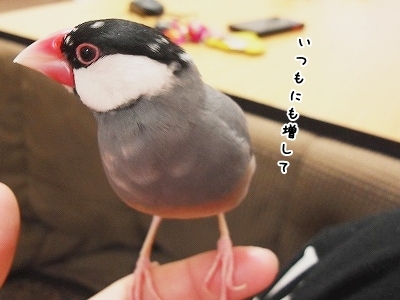 ブンチョ日誌