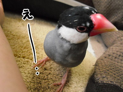 ブンチョ日誌