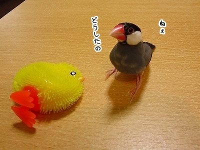 ブンチョ日誌