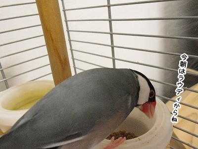 ブンチョ日誌
