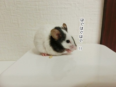 s-CIMG8438