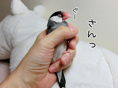 s-CIMG6877