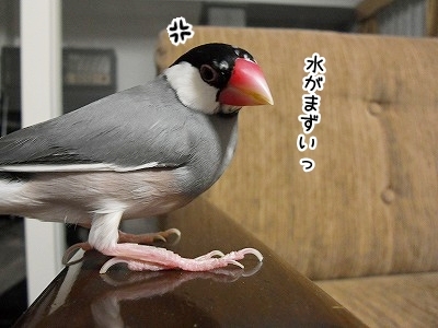 ブンチョ日誌