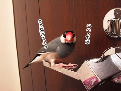 ブンチョ日誌