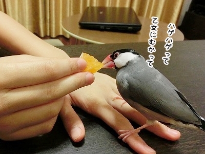 ブンチョ日誌