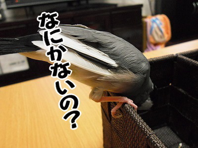ブンチョ日誌
