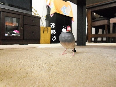 ブンチョ日誌