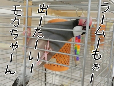 s-CIMG3439