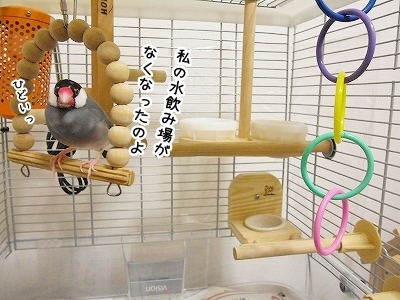 ブンチョ日誌
