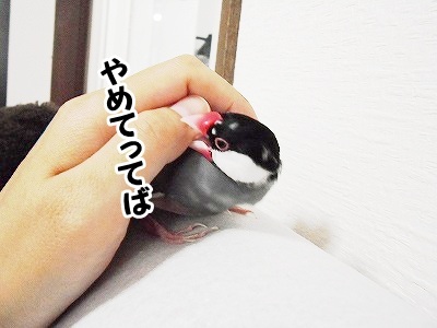 ブンチョ日誌
