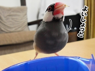 ブンチョ日誌