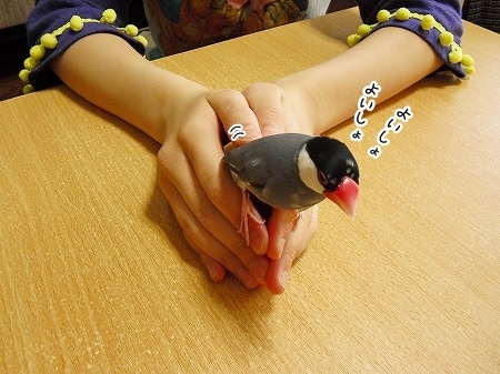 ブンチョ日誌