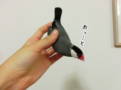 s-CIMG7422