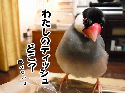ブンチョ日誌
