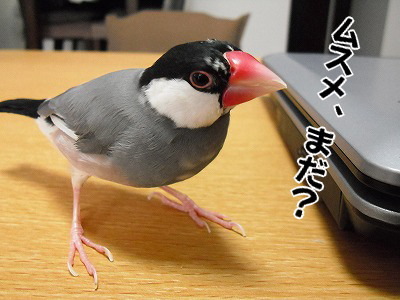 ブンチョ日誌