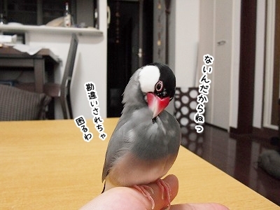 ブンチョ日誌