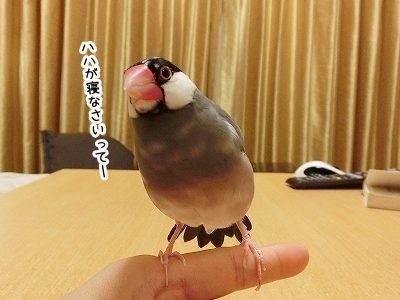 ブンチョ日誌