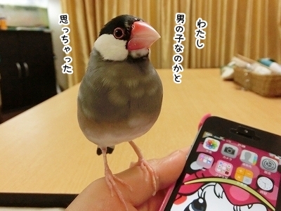 ブンチョ日誌