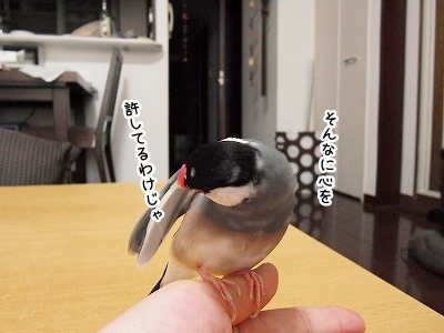 ブンチョ日誌