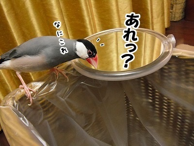 ブンチョ日誌