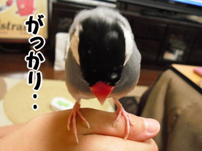 ブンチョ日誌