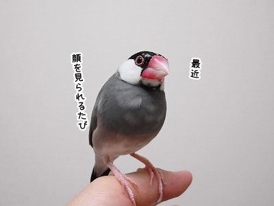 ブンチョ日誌