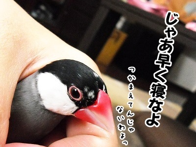 ブンチョ日誌